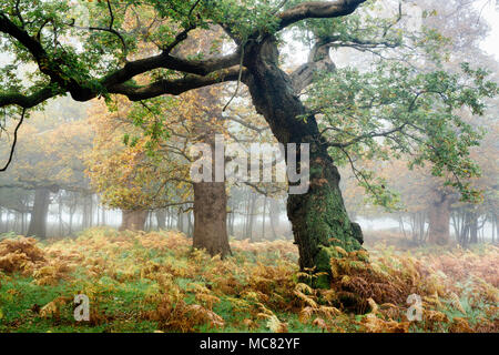 Antiche Querce nella nebbia Foto Stock