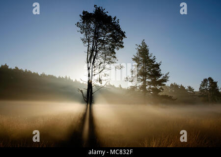 Retroilluminato con alberi di pino in un mare di nebbia sulla Chobham common Foto Stock