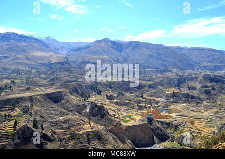 Allevamento terrazze nella valle di Colca, Perù Foto Stock