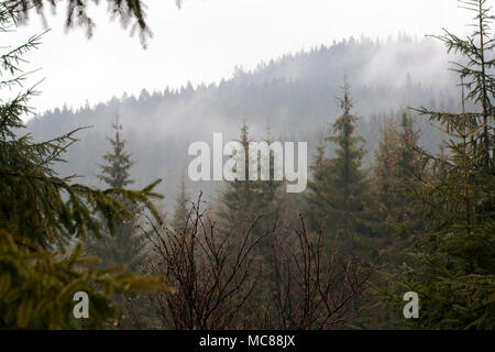 Conifera albero rami con gocce di rugiada di fronte montagne forest hill coperto con haze Foto Stock