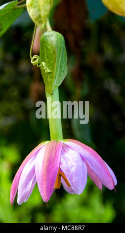 Close up di un curuba (banana granadiglie) di fiori appesi. Foto Stock