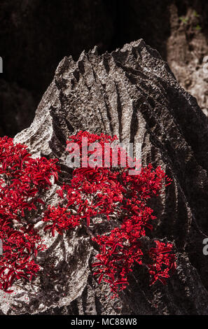 Gli Tsingy dell'Ankarana e la sua vegetazione generico, Madagascar settentrionale Foto Stock