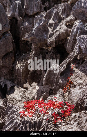 Gli Tsingy dell'Ankarana e la sua vegetazione generico, Madagascar settentrionale Foto Stock