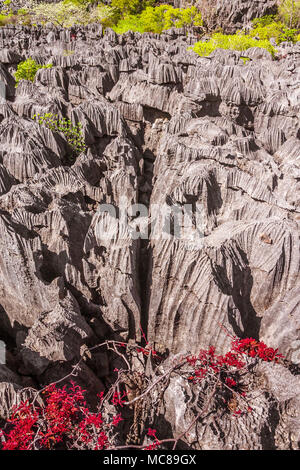 Gli Tsingy dell'Ankarana e la sua vegetazione generico, Madagascar settentrionale Foto Stock