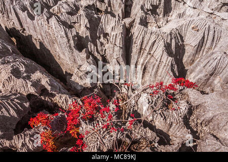 Gli Tsingy dell'Ankarana e la sua vegetazione generico, Madagascar settentrionale Foto Stock