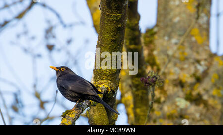 Germania, comune blackbird seduto su un albero in serata calda luce del sole Foto Stock