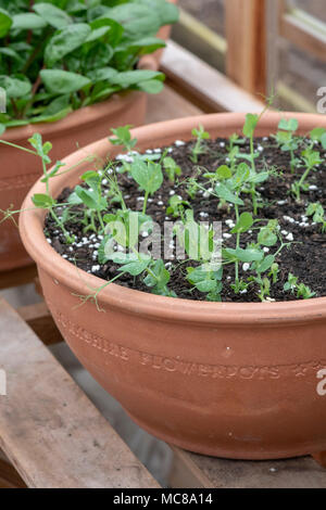 Lathyrus sativus. Pisello dolce piantine la crescita di un grande impianto pot all'interno di una serra. Regno Unito Foto Stock