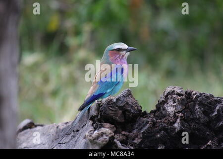Africa colorati lilla-breasted rullo su un ramo di albero Foto Stock