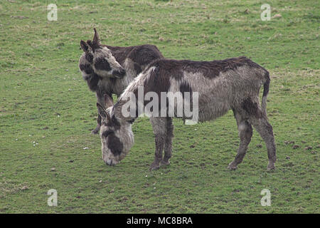 Coppia di asini di salvataggio, Equus africanus asinus, fuori nei campi della ruggente asino sancuary, West Cork, Irlanda Foto Stock