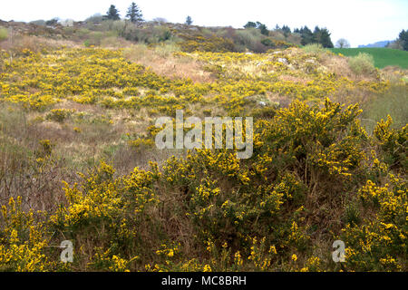 Ulex Europaeus, ginestre in piena fioritura in primavera a copertura di un pendio irlandese in brillanti fiori gialli. Foto Stock