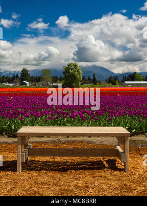 Un semplice banco di legno in primo piano con un vivace colorato campo di tulipani e sfondo rurale Foto Stock
