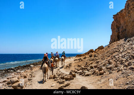 Gruppo di turisti per andare per un cammello viaggio di Abu Galum, Egitto con i nomadi Foto Stock