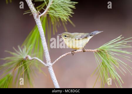 Comune (chiffchaff Phylloscopus collybita) appollaiato su un albero di pino filiale. Fotografato in Israele nel mese di ottobre. Foto Stock