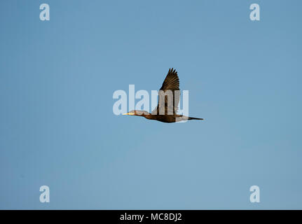 Neotropic cormorano (Phalacrocorax brasilianus) in volo sopra il lago Chapala, Jocotopec, Jalisco, Messico Foto Stock