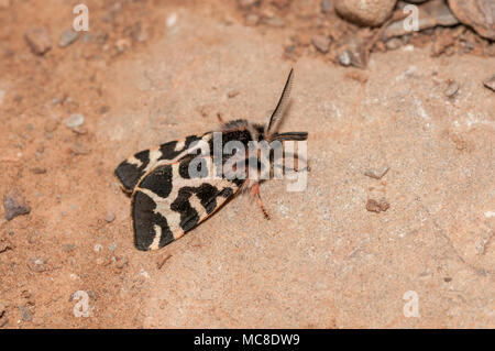 Vista ravvicinata di lepidotteri, legno tiger, Parasemia plantaginis, Matadepera, la Catalogna Foto Stock