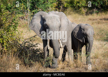 Elefante africano (Loxodonta africana) MADRE E ALIMENTAZIONE DI VITELLO su alberi nella savana, ZAMBIA Foto Stock