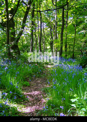 Tappeto Bluebells il campo intorno Rivington, vicino a Bolton e Manchester, su un inizio di giornata estiva Foto Stock