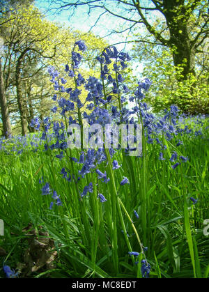 Tappeto Bluebells il campo intorno Rivington, vicino a Bolton e Manchester, su un inizio di giornata estiva Foto Stock