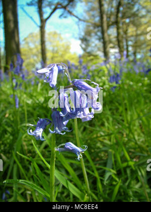 Tappeto Bluebells il campo intorno Rivington, vicino a Bolton e Manchester, su un inizio di giornata estiva Foto Stock