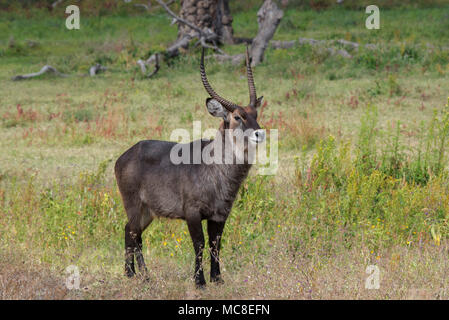 Maschio (WATERBUCK KOBUS ELLIPSIPRYMNUS) permanente sulla savana, Ngorongoro Conservation Area, TANZANIA Foto Stock