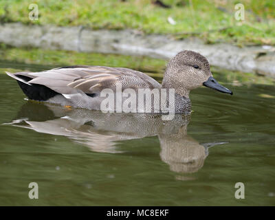 Canapiglia Anas strepera, singolo maschio su acqua, Gloucestershire, Marzo 2018 Foto Stock