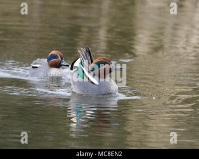 Teal, Anas crecca, due maschi visualizzazione, Gloucestershire, Marzo 2018 Foto Stock