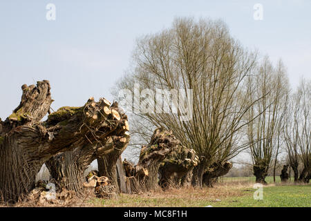 Pulizie di primavera su un prato presso l'azienda. La potatura del ramo di salice cresce a fossa di scarico. Inizio stagione primaverile. Foto Stock