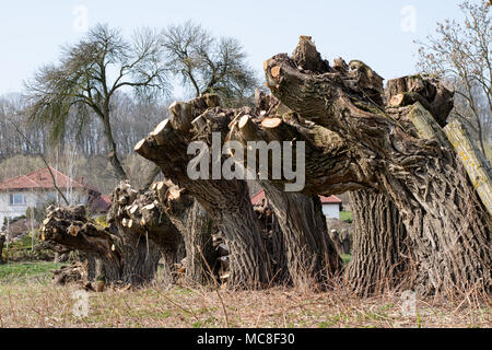 Pulizie di primavera su un prato presso l'azienda. La potatura del ramo di salice cresce a fossa di scarico. Inizio stagione primaverile. Foto Stock