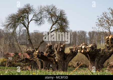 Pulizie di primavera su un prato presso l'azienda. La potatura del ramo di salice cresce a fossa di scarico. Inizio stagione primaverile. Foto Stock