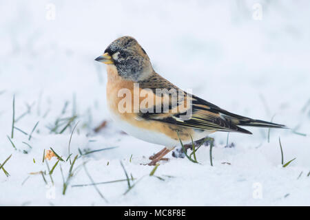 Brambling (Fringilla montifringilla), per adulti Foto Stock