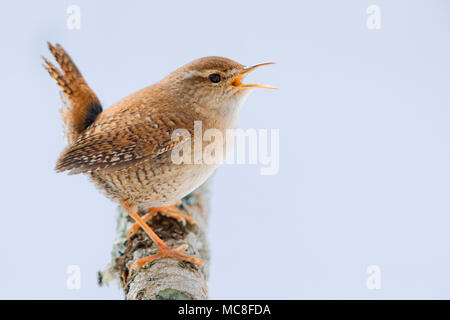 Eurasian Wren (Troglodytes trogolodytes), Adulto a cantare da un ramo Foto Stock