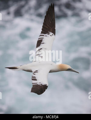 Northern Gannet (Morus bassanus), immaturi in volo Foto Stock