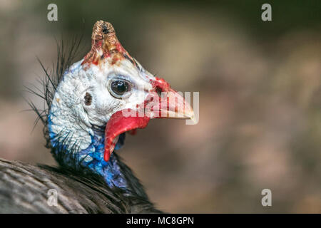 Le faraone [Numida meleagris]. Barbados riserva faunistica. Foto Stock
