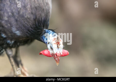Le faraone [Numida meleagris]. Barbados riserva faunistica. Foto Stock