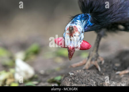 Le faraone [Numida meleagris]. Barbados riserva faunistica. Foto Stock