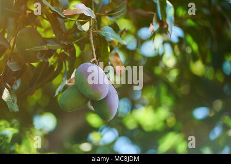 Mango frutto maturo su albero giardino. Estate Esotici frutti di mango Foto Stock