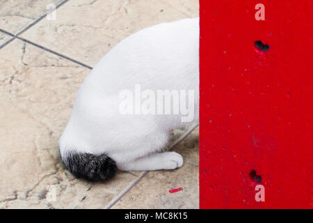 Street cat isolare su sfondo,vista frontale dall'alto costo tecnico-up. Foto Stock