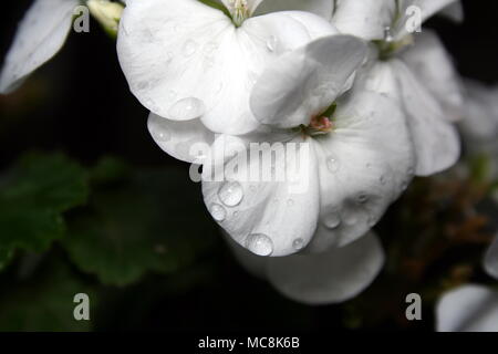 Gocce di acqua su bianco fiori di geranio Foto Stock
