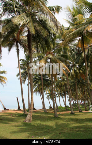 Una bellissima spiaggia fiancheggiato da palme da cocco in Habaraduwa, vicino a Galle, Sri Lanka Foto Stock