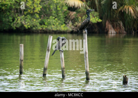 I cormorani si appollaia su pali visto su un River-Safari vicino a Bentota, Sri Lanka Foto Stock