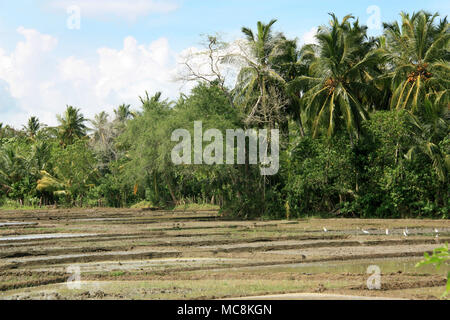 Guardabuoi cercando in campi di riso per il cibo. Tissamahara, Sri Lanka. Foto Stock