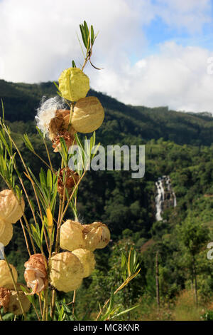 Il cotone in Ella, Sri Lanka, con una bella cascata in background Foto Stock