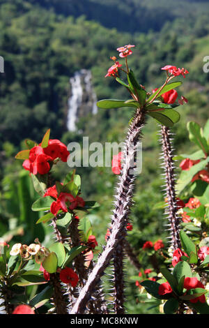 Spinosa fiore rosso in Ella, Sri Lanka, con una bella cascata in background Foto Stock