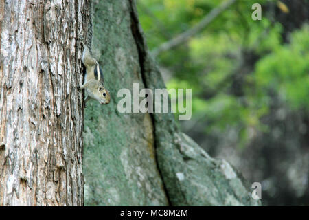 Gray-Brownish brizzolato scoiattolo gigante su un albero in Sigiriya, Sri Lanka Foto Stock