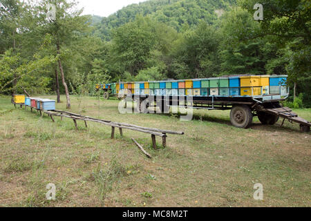 Apiario mobile montato in un camion rimorchio Foto Stock