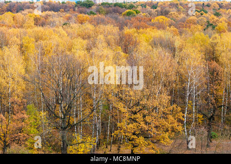 Al di sopra di vista di forest glade in ambiente urbano Timiryazevskiy parco nella città di Mosca in autunno Foto Stock