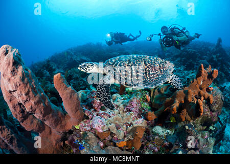 Un subacqueo le riprese di una reflex digitale e un altro subacqueo con una telecamera video line up su una tartaruga embricata, Eretmochelys imbricata, su un reef indonesiano. T Foto Stock