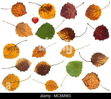 Set di varie foglie di aspen alberi isolati su sfondo bianco Foto Stock
