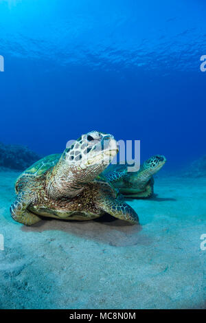 Una coppia di tartarughe marine verdi, Chelonia Mydas, una specie in via di estinzione, poggiano su un fondo sabbioso off West Maui, Hawaii. Foto Stock