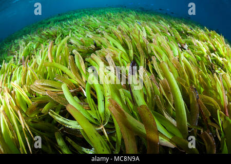 Questa immagine di anguilla erba è stata tolta la Wakatobi. Resort in Indonesia. Anguilla letti di erba formare su sabbia sciolta e macerie per diventare un sottomarino di prato Foto Stock